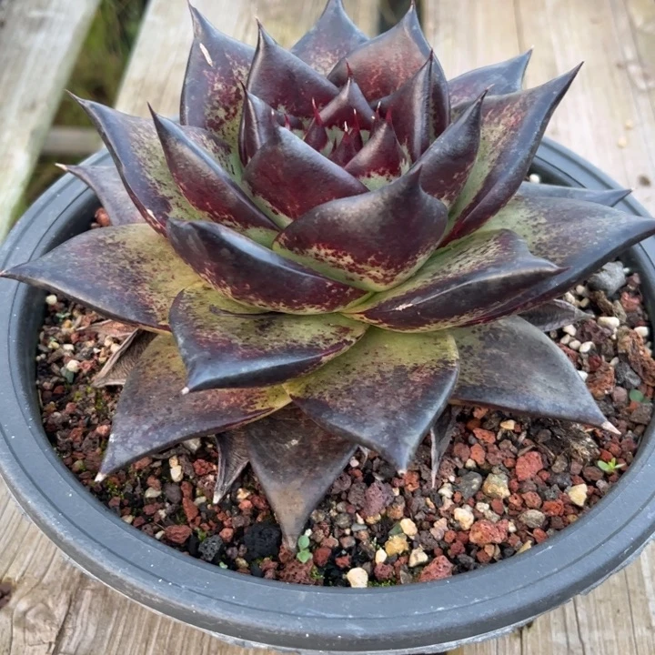 全黑油亮宽111111114