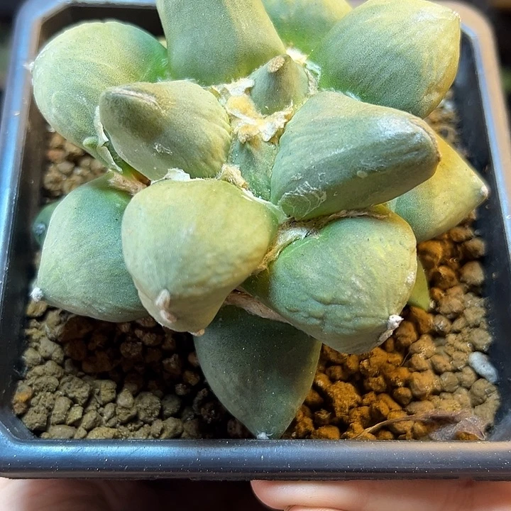 27号自根龙角蛋尤9.8公分