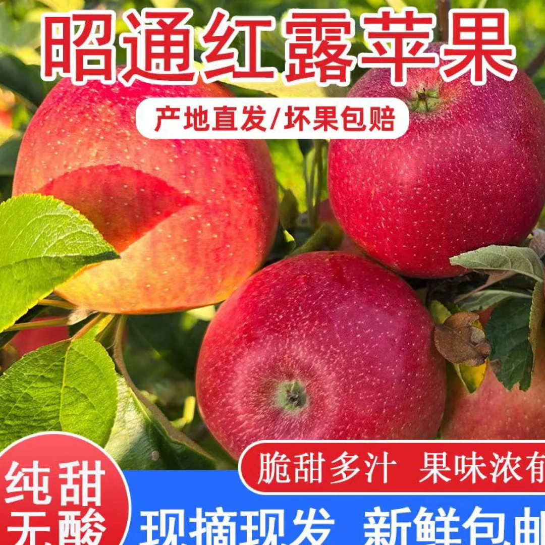 云南昭通丑苹果当季新鲜脆甜多汁现摘树上鲜果