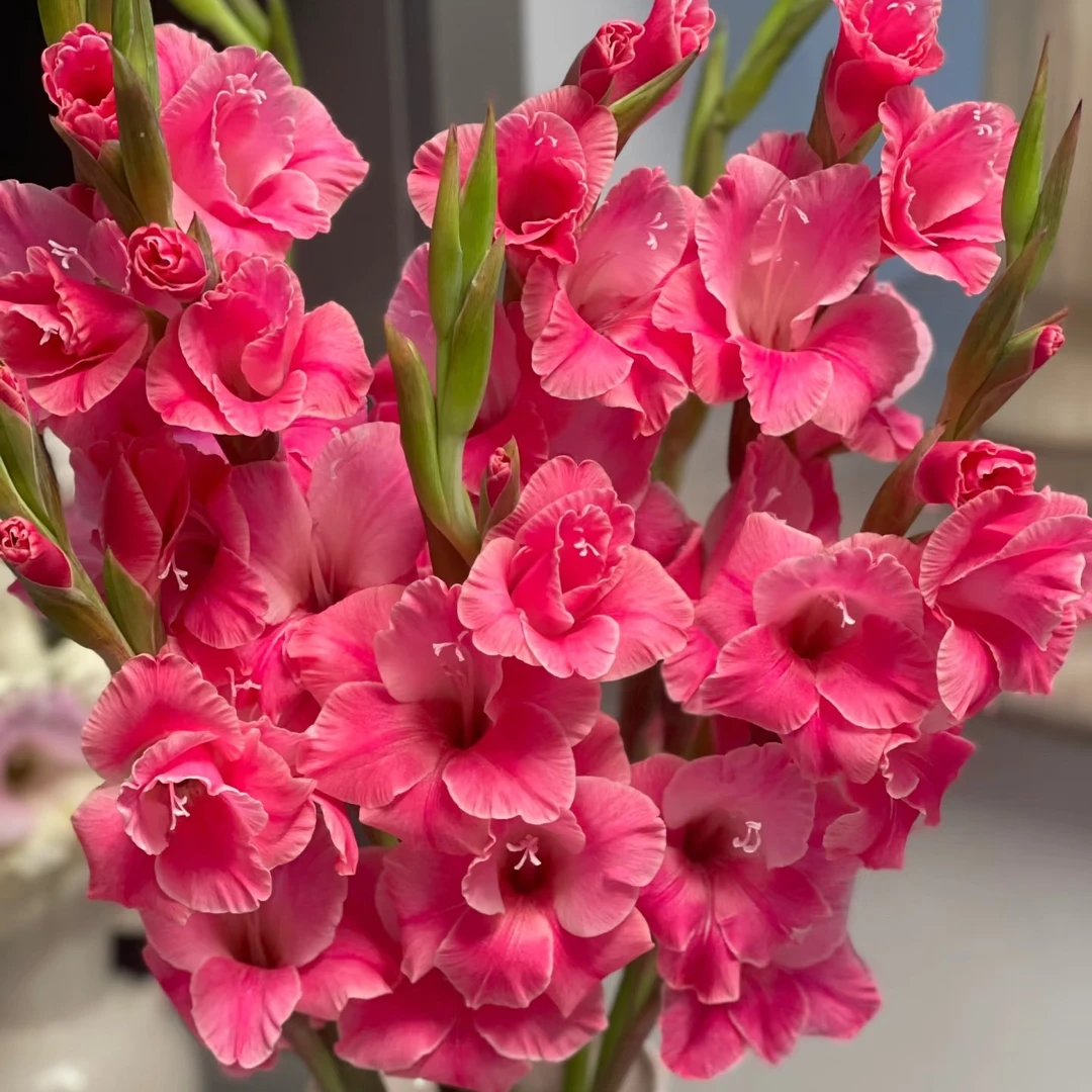 【毕业季花材】剑兰节节高,步步高升(20%耗损不售后介意勿拍)