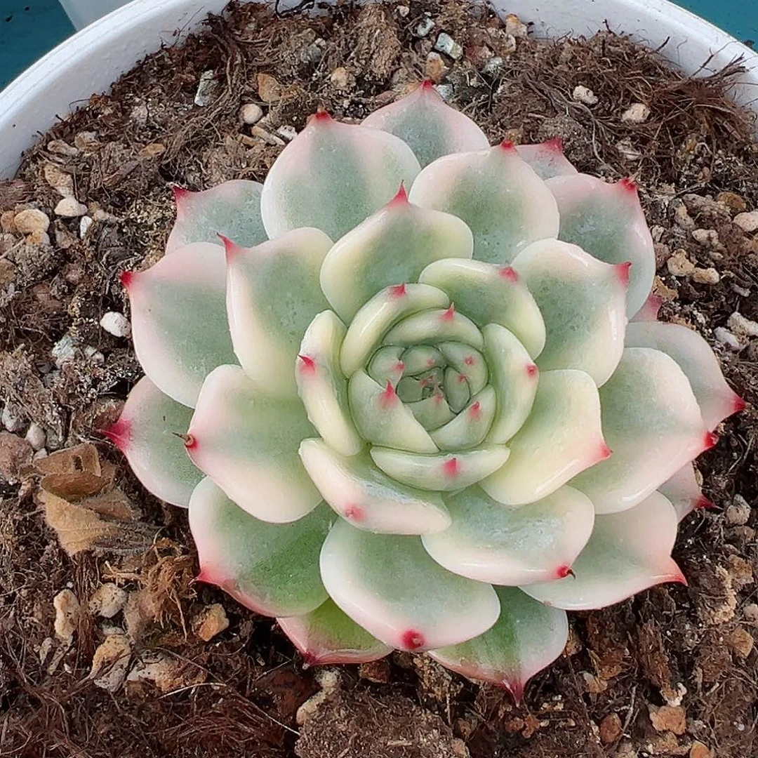 吉娃娃锦，覆轮锦