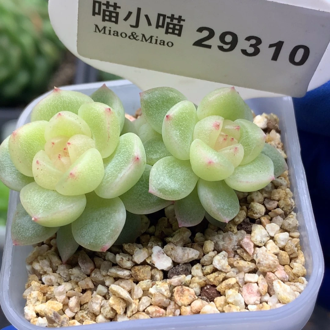 多肉植物杂交珍妮