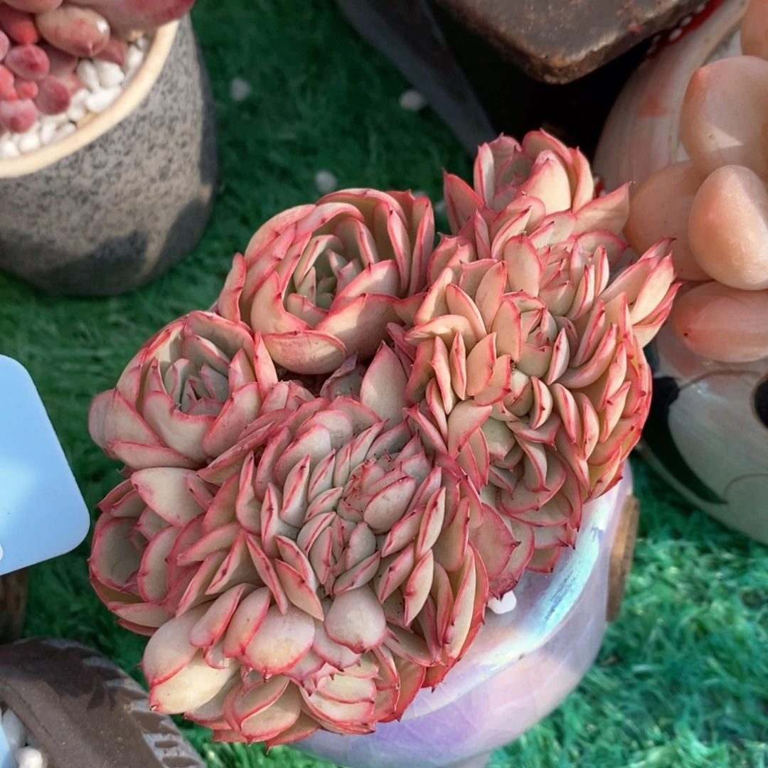 牡丹亭缀多肉植物盆栽
