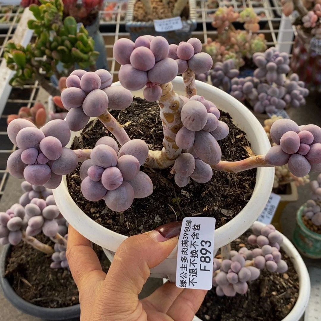 珊*香水手指893/10c m