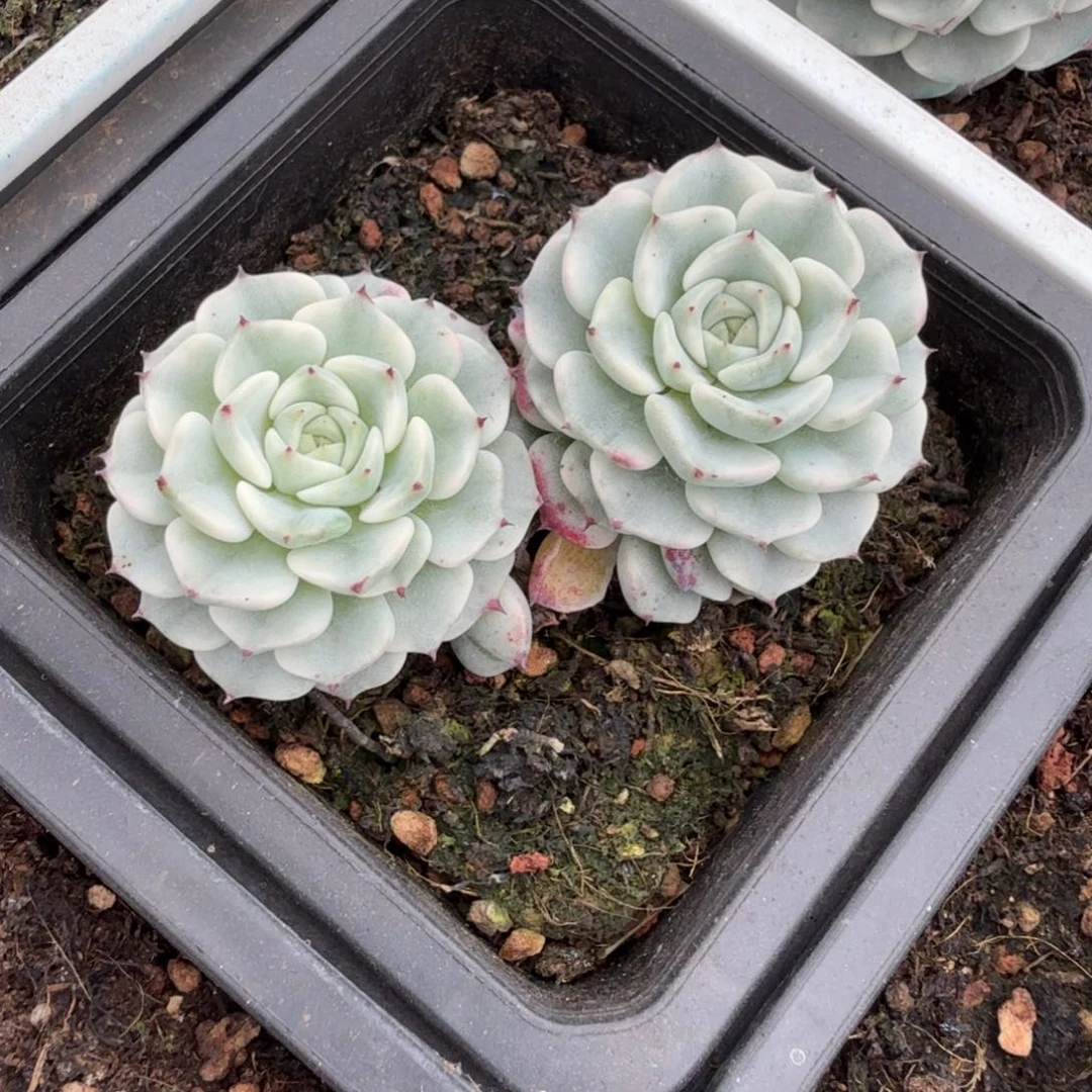 五****沙洛基牡丹 安吉园艺