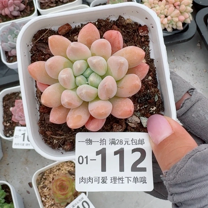 星空美人无盆土发货多