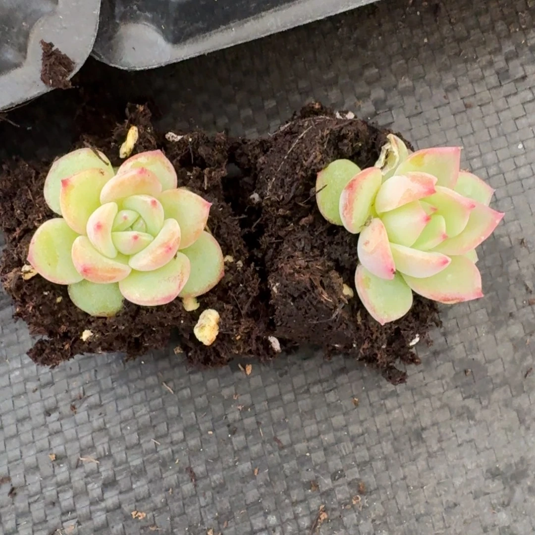 红珍妮两颗量拍28-46