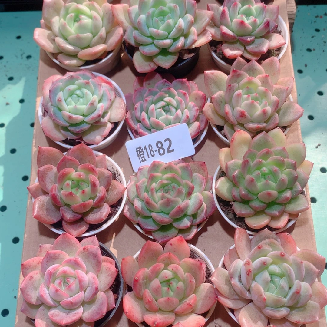 18-82一物一拍多肉带盆18颗