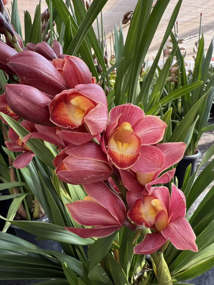 【梦寐以求】5支花剑大花蕙兰 年宵花 花苞发货