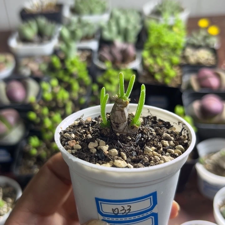 033 碧光环小兔子