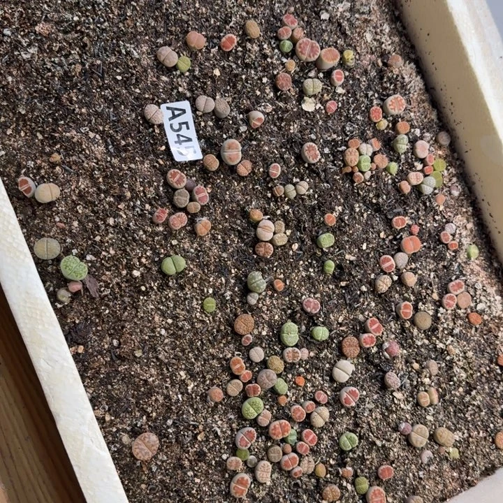 生545石花整筐脱土发货