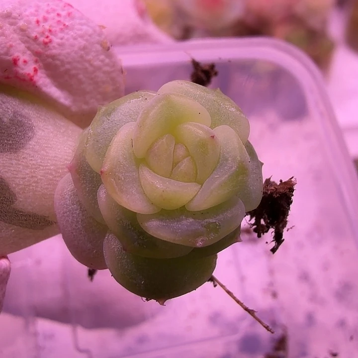 21号，飘枝甜心叶插一物一拍周正单头