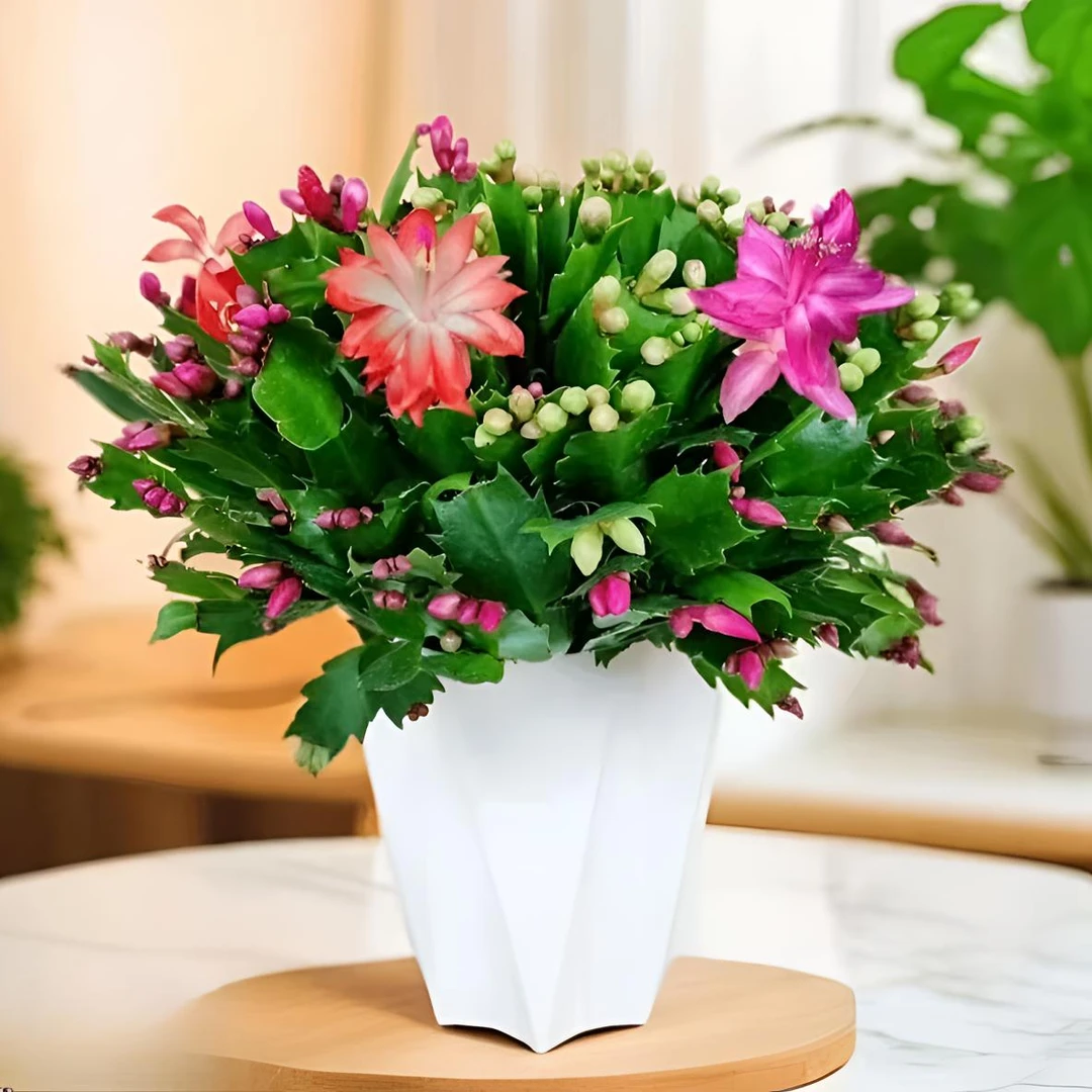 【带菱形盆】9多色蟹爪兰花苗盆栽带花苞好养耐活四季开花