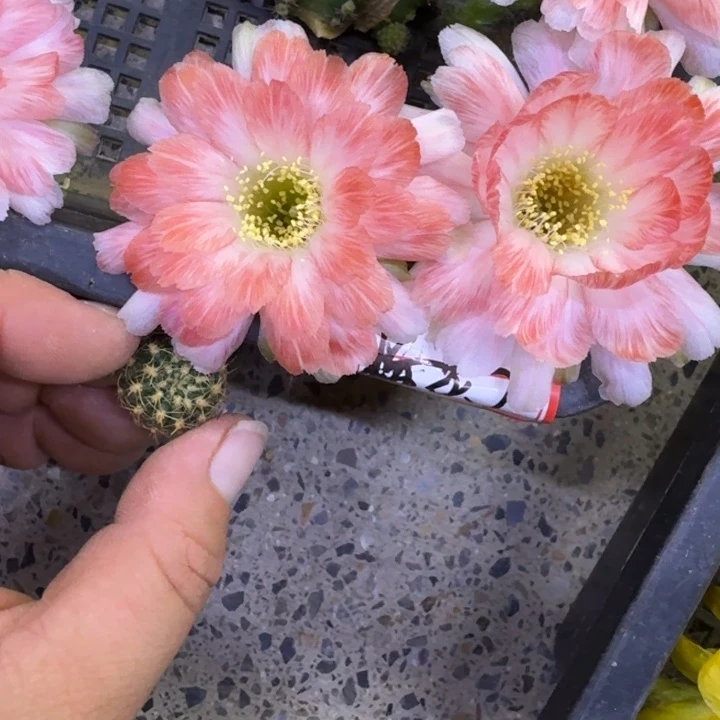 264丽花美7歪无根侧牙3公分左右