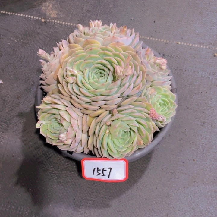 拒****猪1557昂斯诺多肉