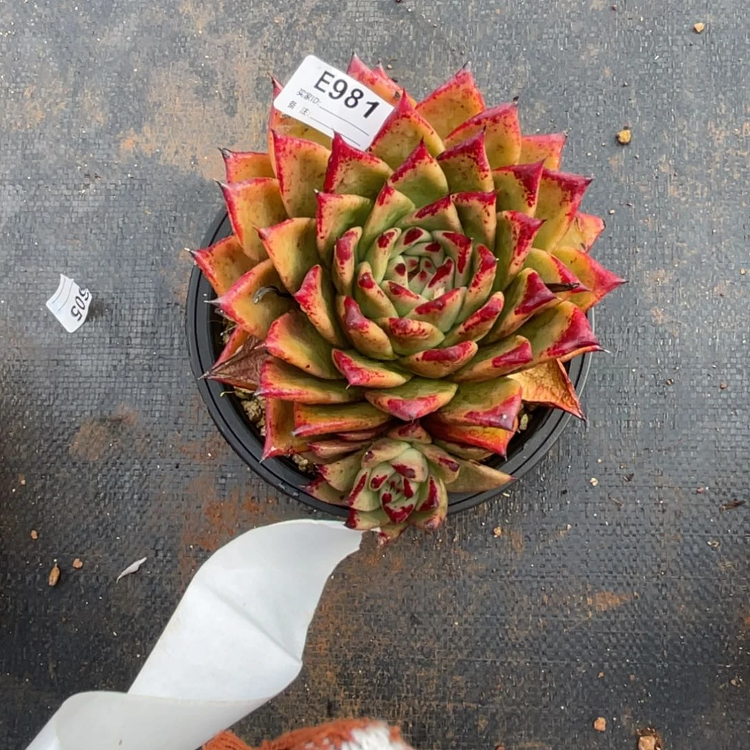 无花朵若如东云单拍E981