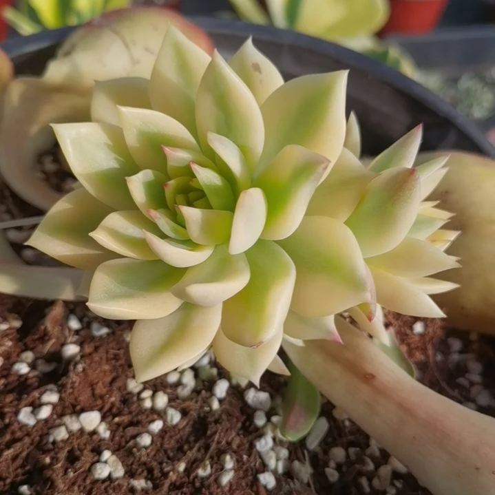 弗兰克白覆轮锦群带嫁木发