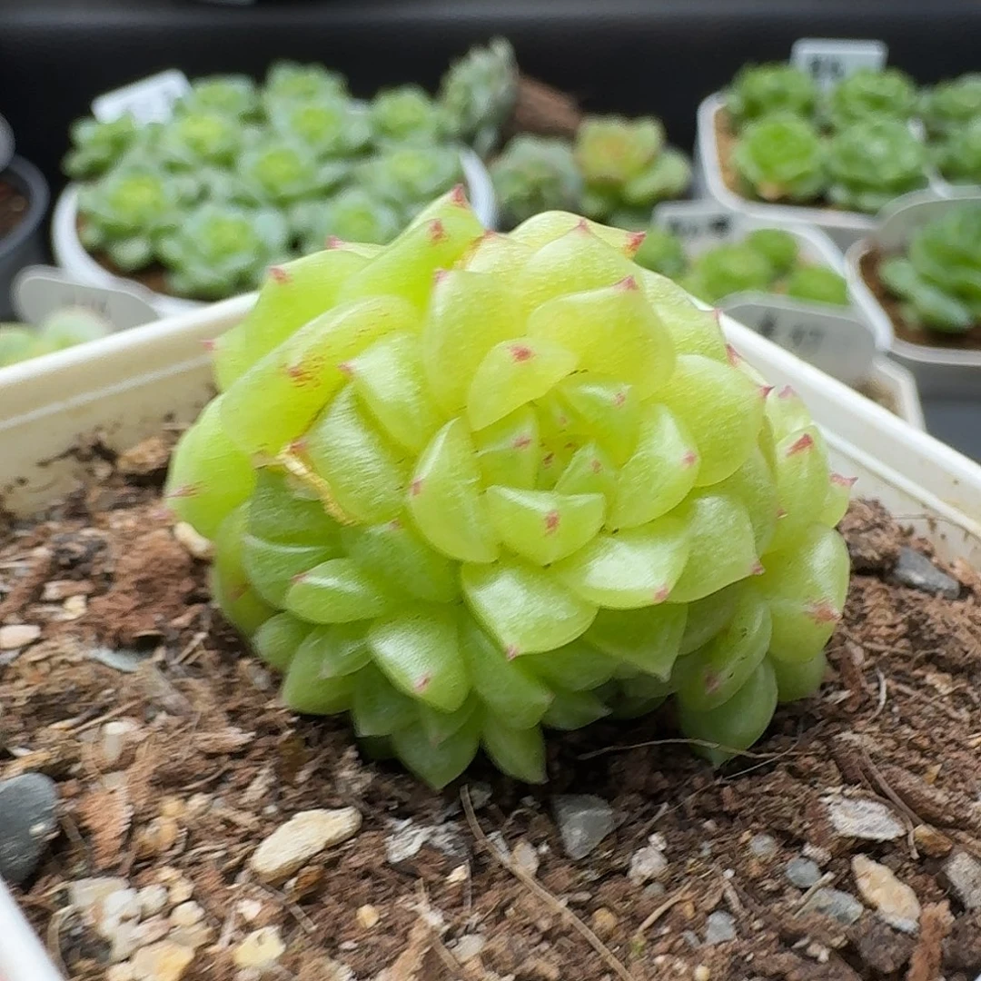 桃****一物一拍一物一拍916-481