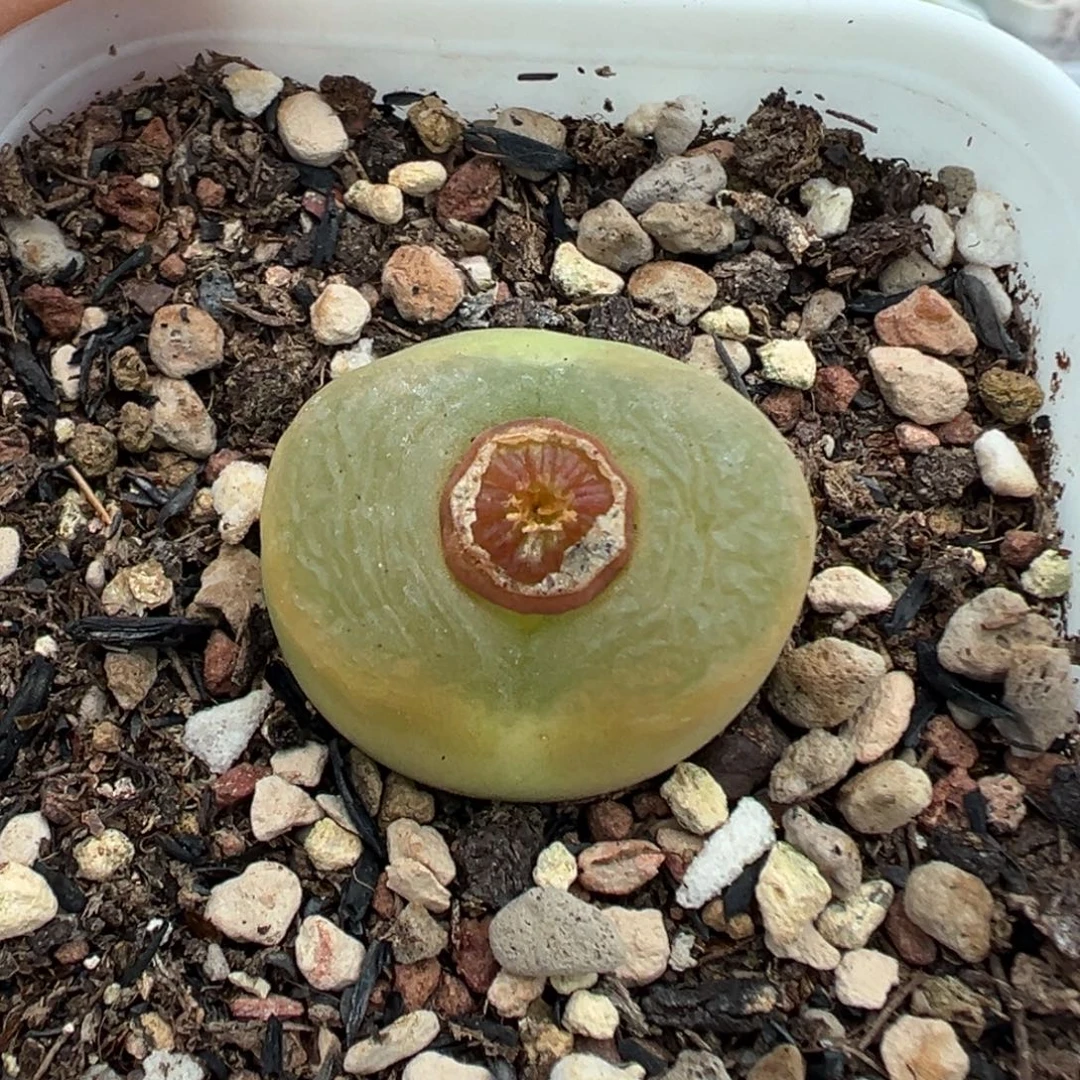 180欧泡带盆土发货