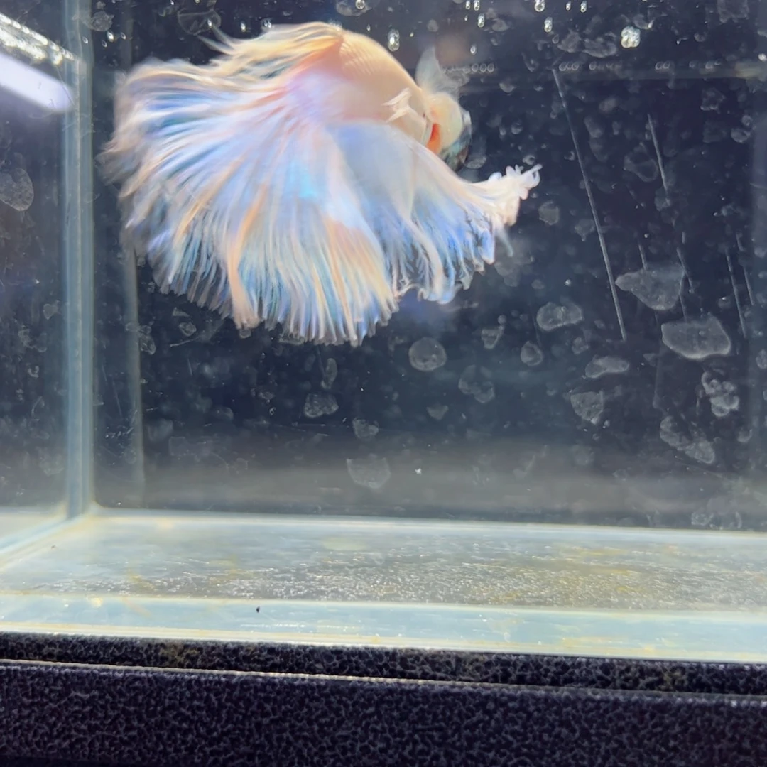 斗鱼浅色仙仙裙特殊尾