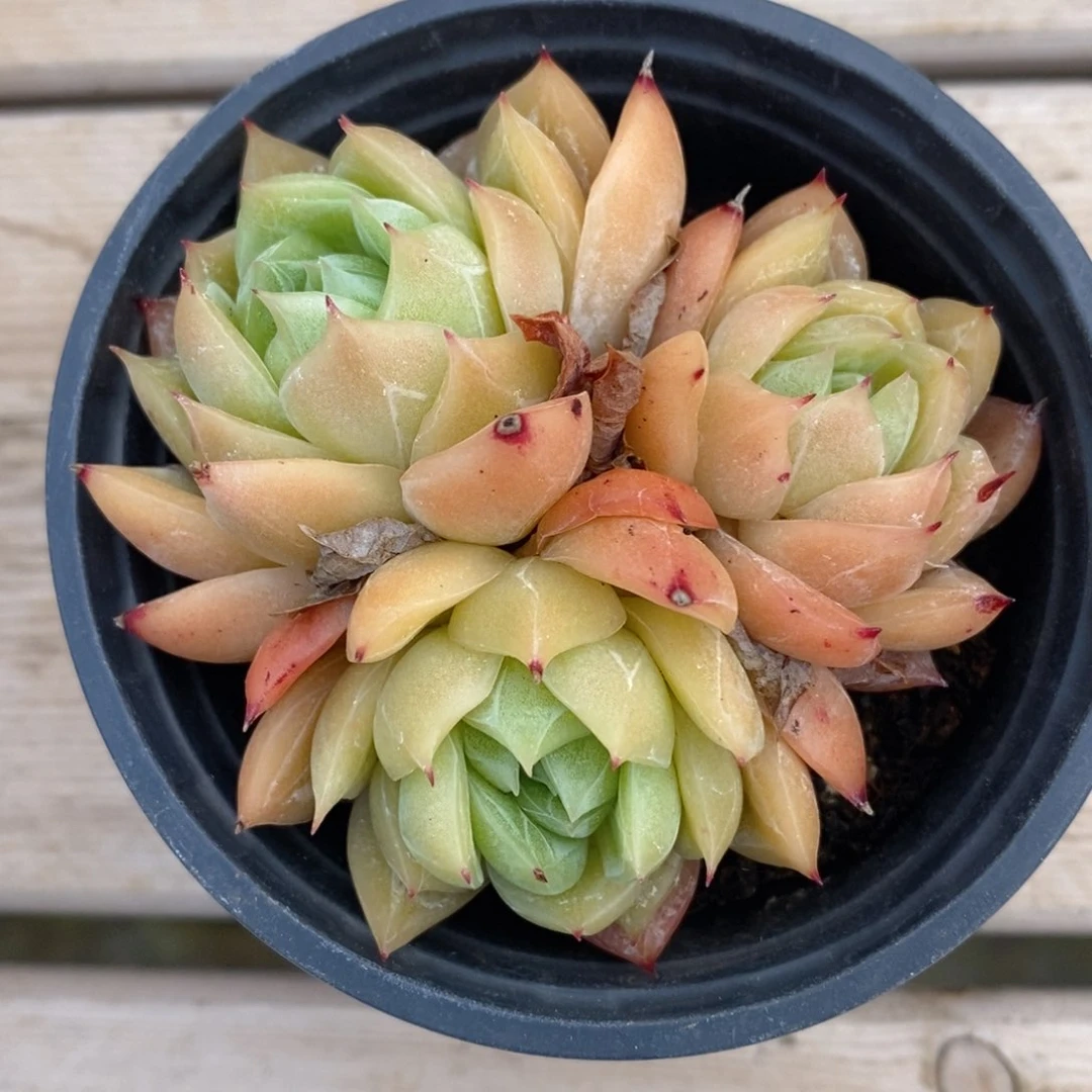 一物一拍精品多肉_