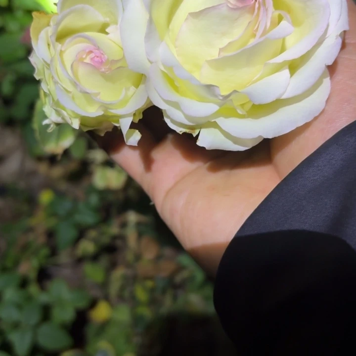 无花朵粉红色旅行小苗