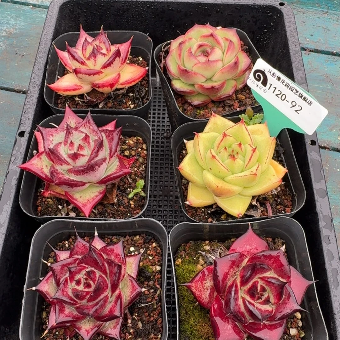 从前慢多肉精选编号1120.92