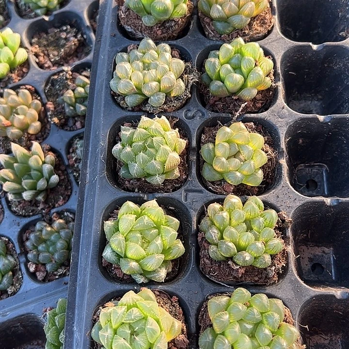 直播福利一物一拍27