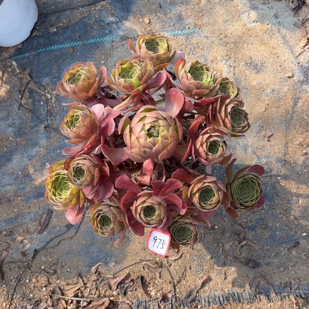 975多肉植物桃花石
