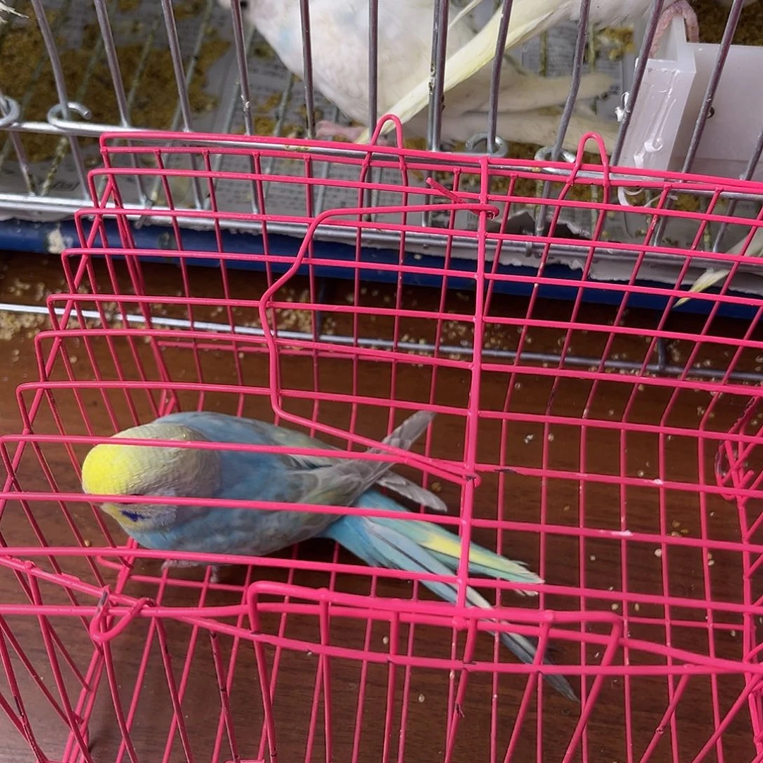 虎皮鹦鹉金彩鹦鹉