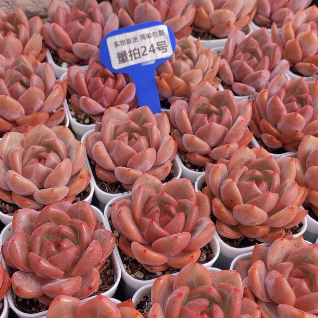 量拍24号 丸叶QQ橙单头一个