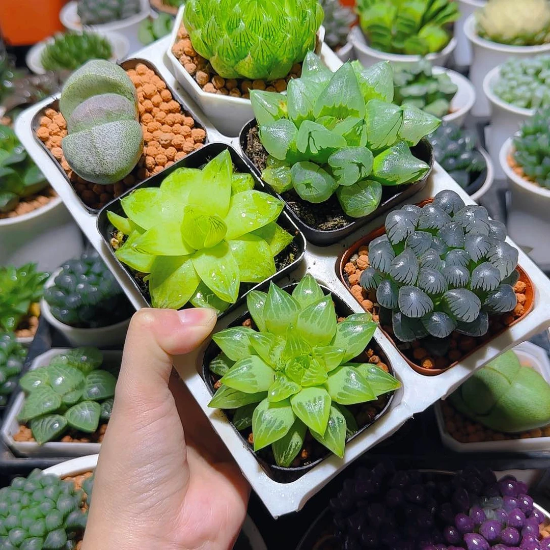 玉露六件套多肉，原盆