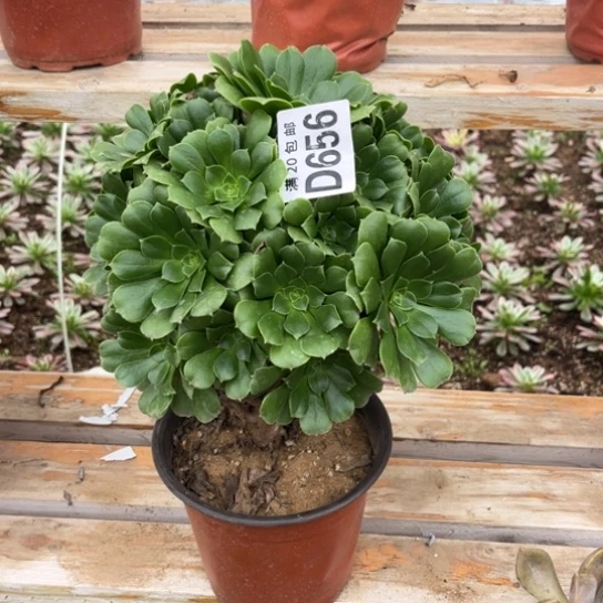 656绿羊绒不包断枝