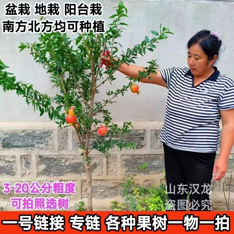 红如意石榴树火晶柿子树各种果树苗一树一拍南方北方庭院耐寒果树