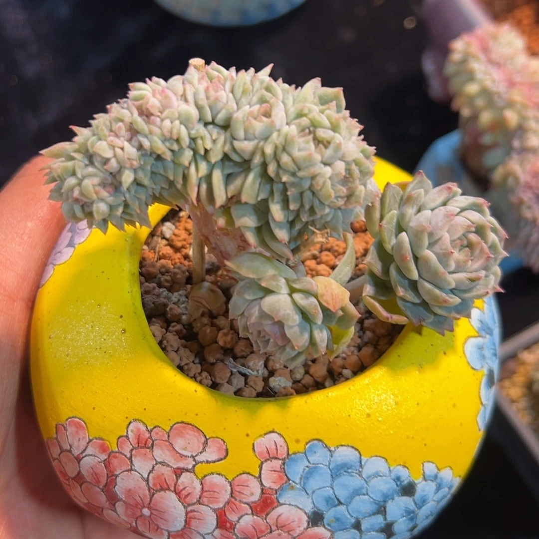 新年快乐 新年快乐