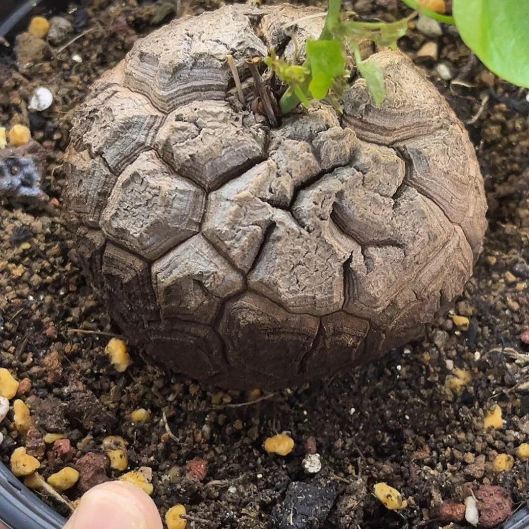 精品深裂南非龟，7
