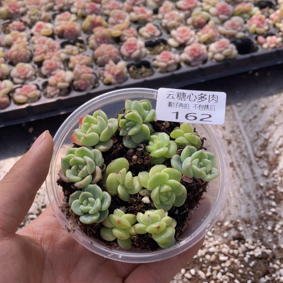 云糖心多肉植物162