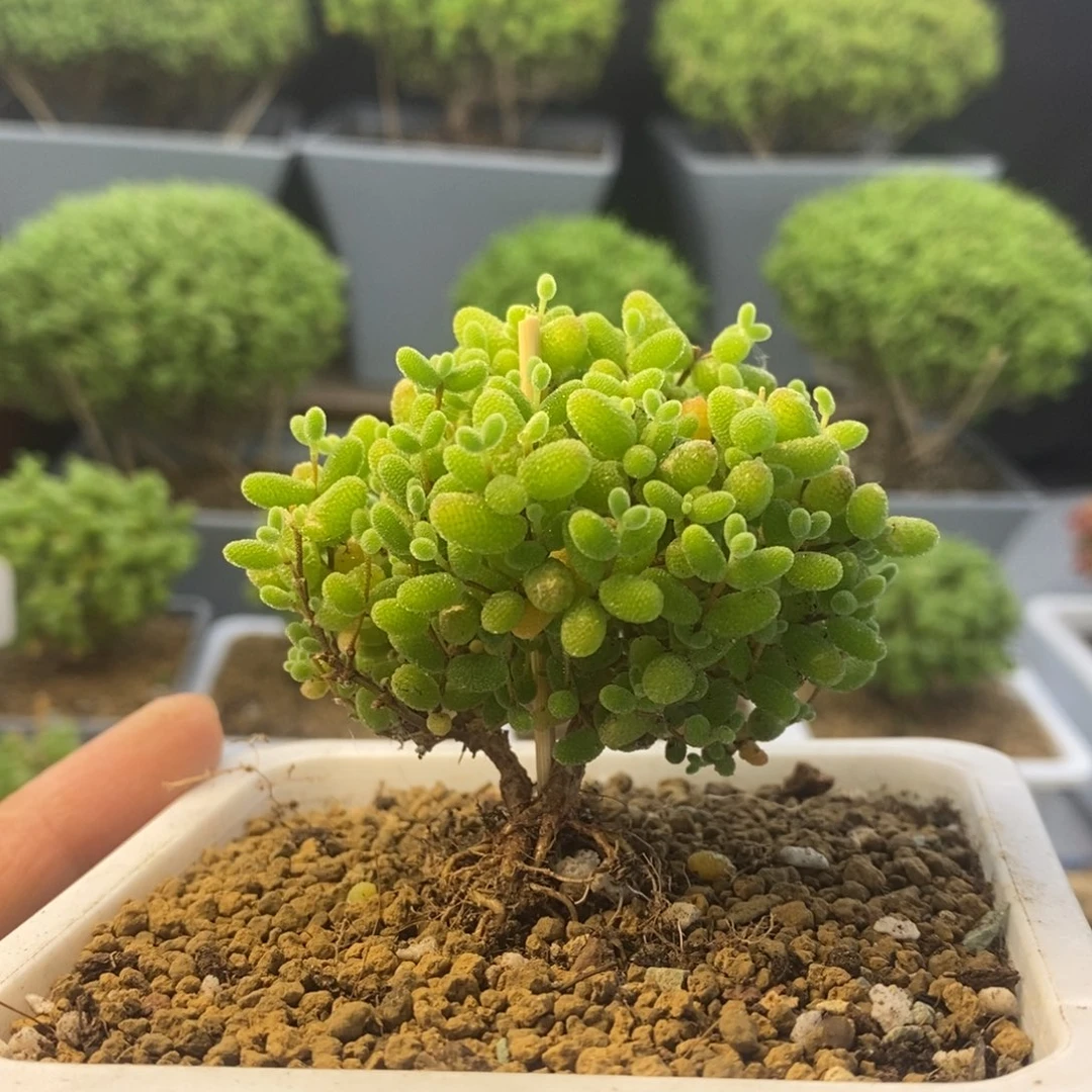 071蜜橘糖球枝干