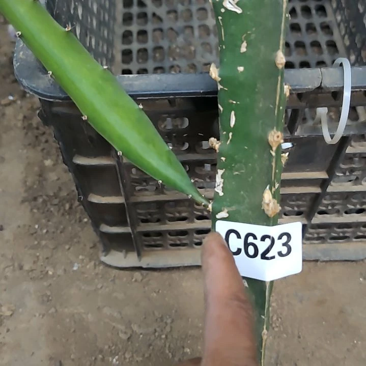 (****)福袋礼品木偶人623