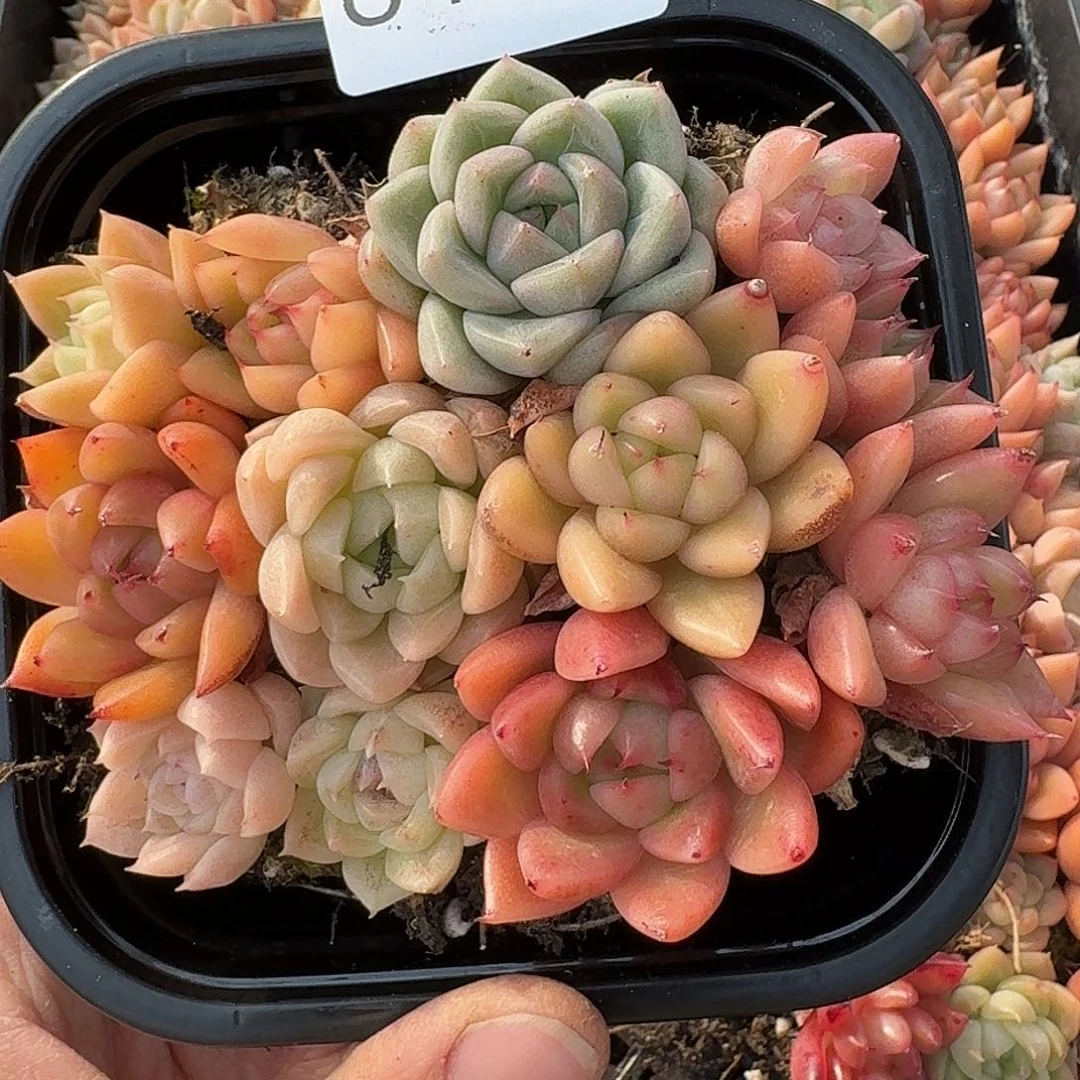 杂交新品珍妮多肉643量拍一份