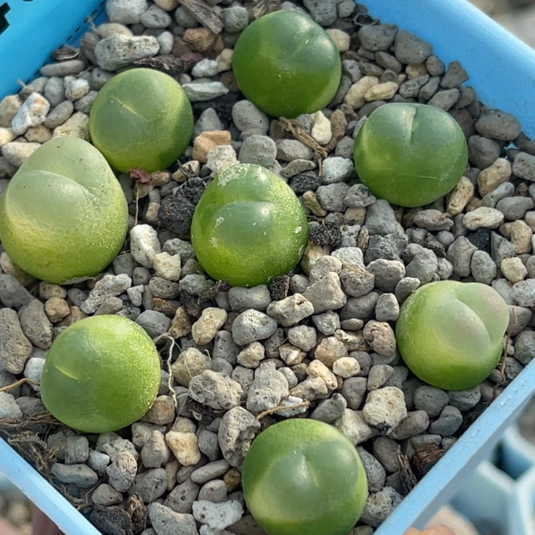9495日系拉登8颗。
