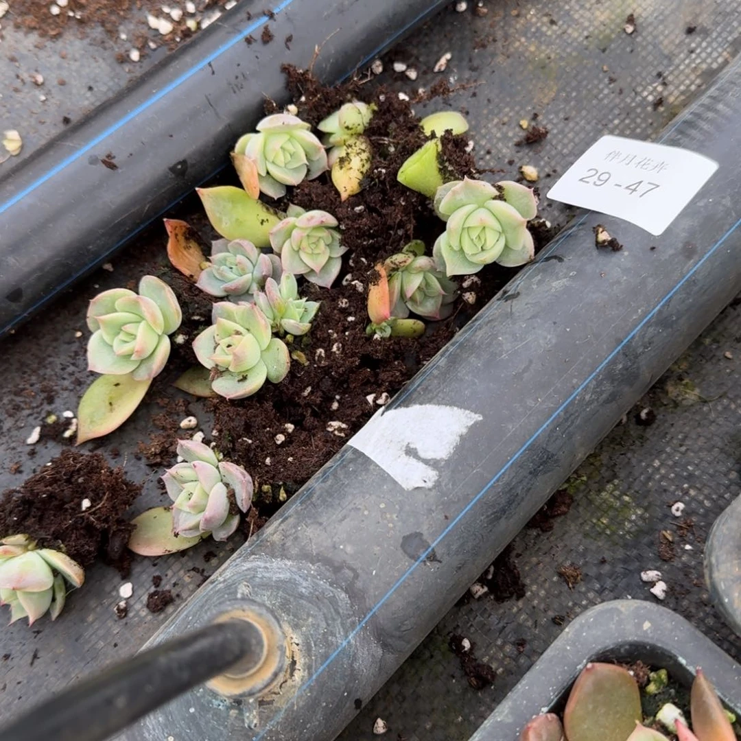 29-47黄心海胆苗子量拍一颗