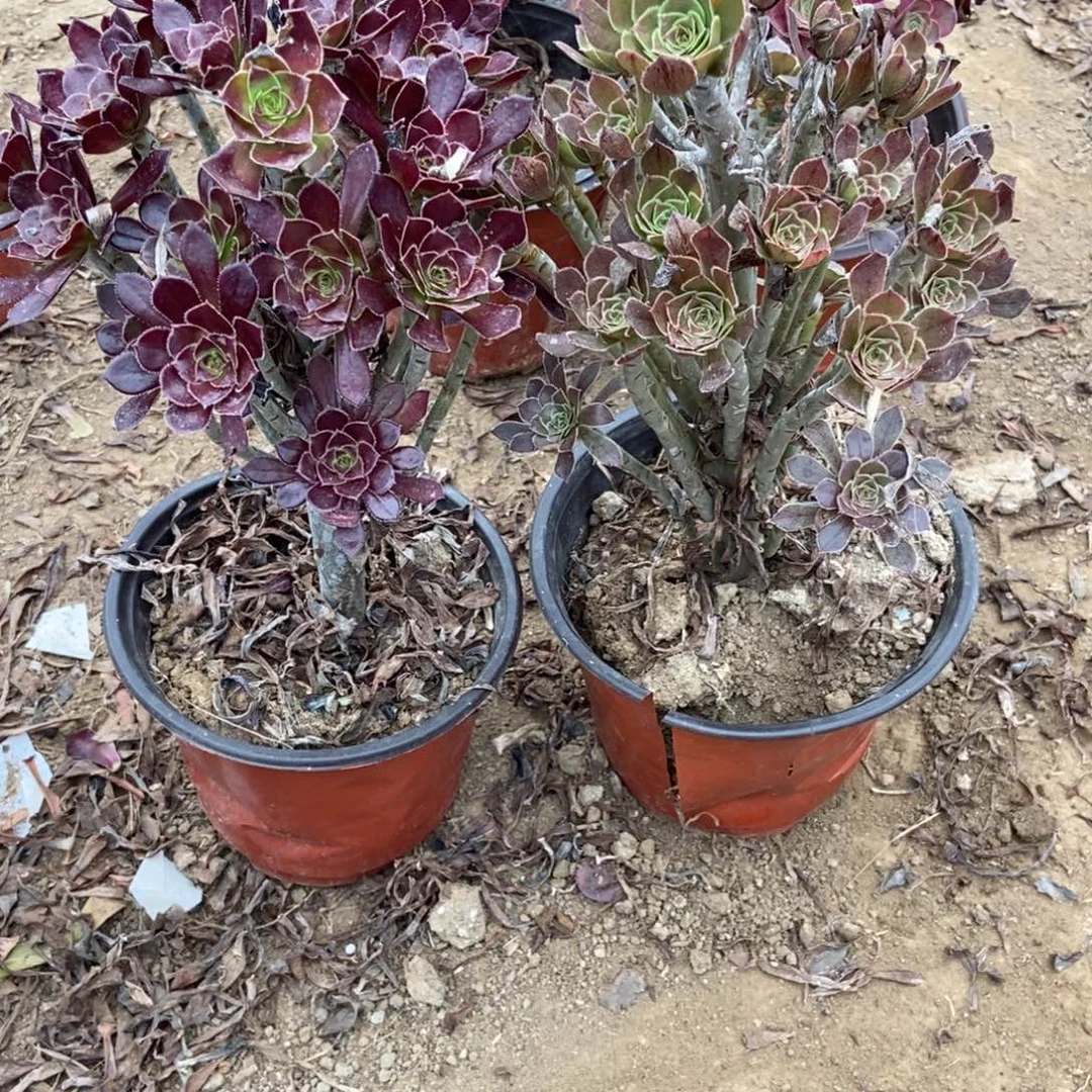 无花朵25号链接两颗不重复法师