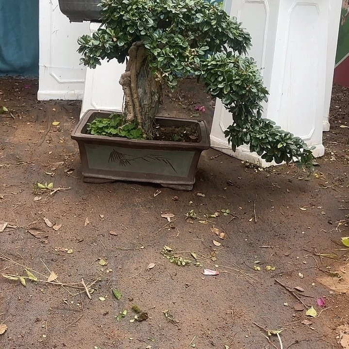 用***1无花朵哈哈哈哈哈哈