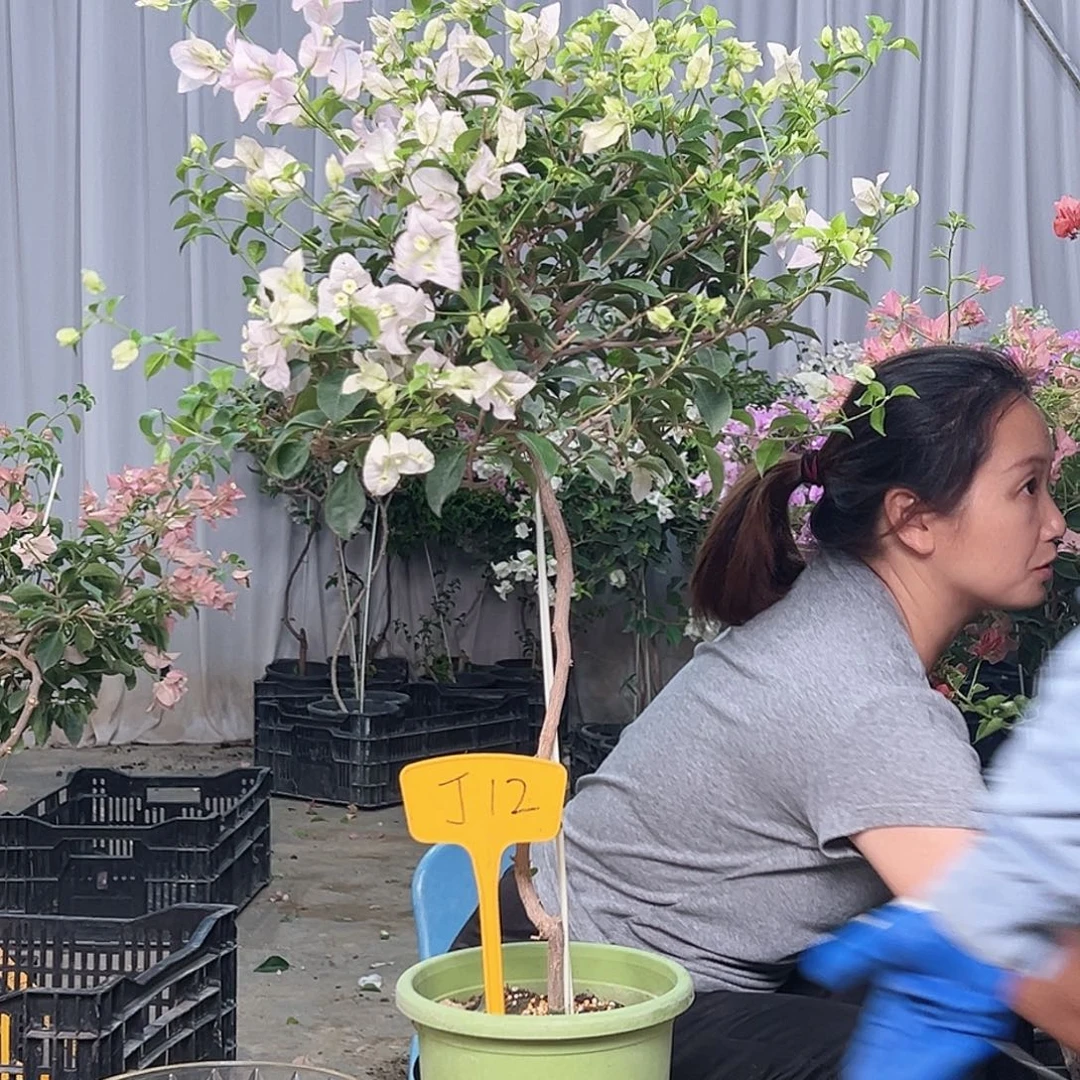 桂***当前无花栽培后可以开花J12苹果花