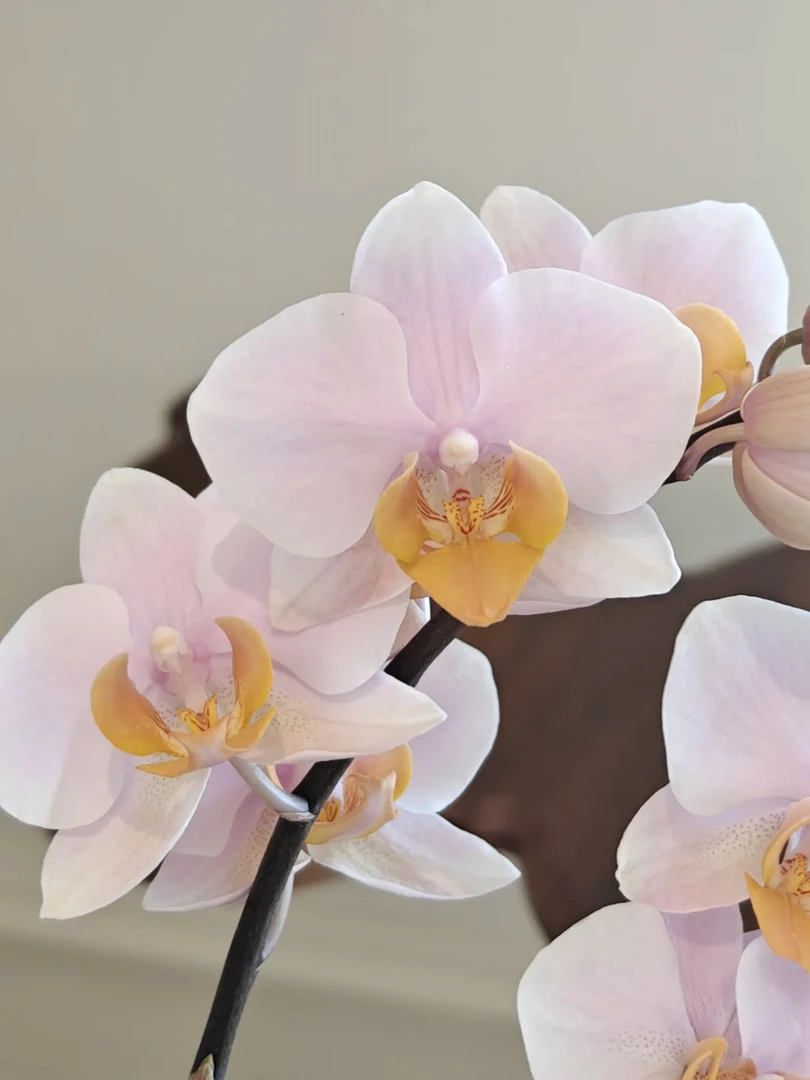 【图尔坎】3寸双花剑蝴蝶兰带花带花包发货（花微瑕掉1～3个花包）