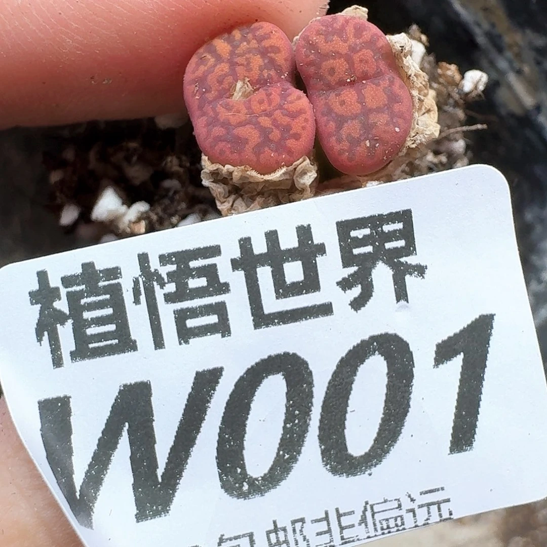 多肉植物的润泽地fg