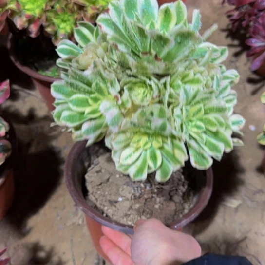 迈巴赫9.9多肉植物