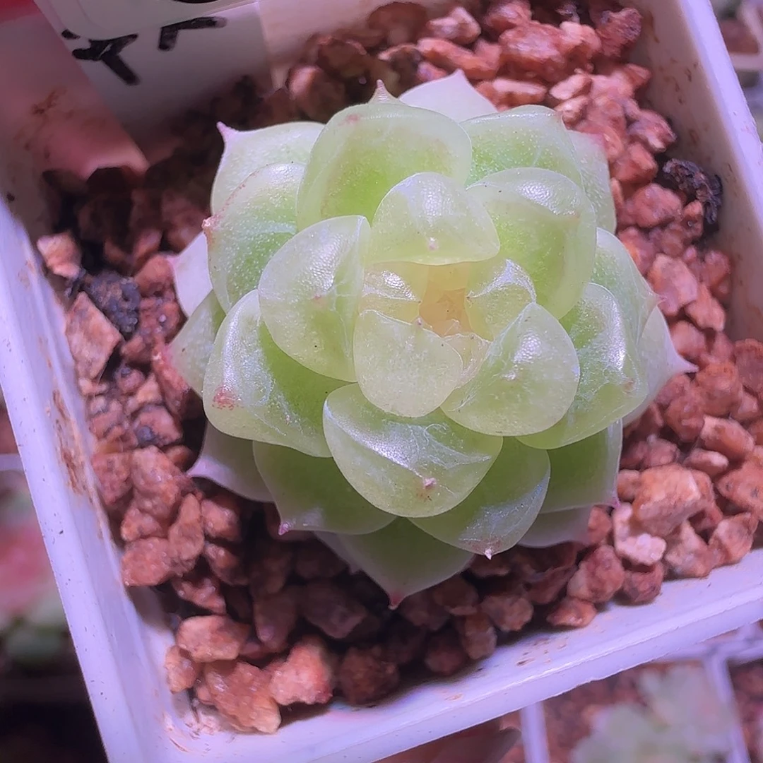 18-14福利千寻单头