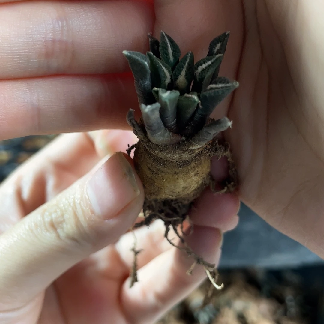 1.8cm实生黑牡丹萝卜根